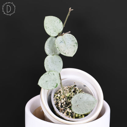 Hoya "Grey Fairy" (Speckled Form)