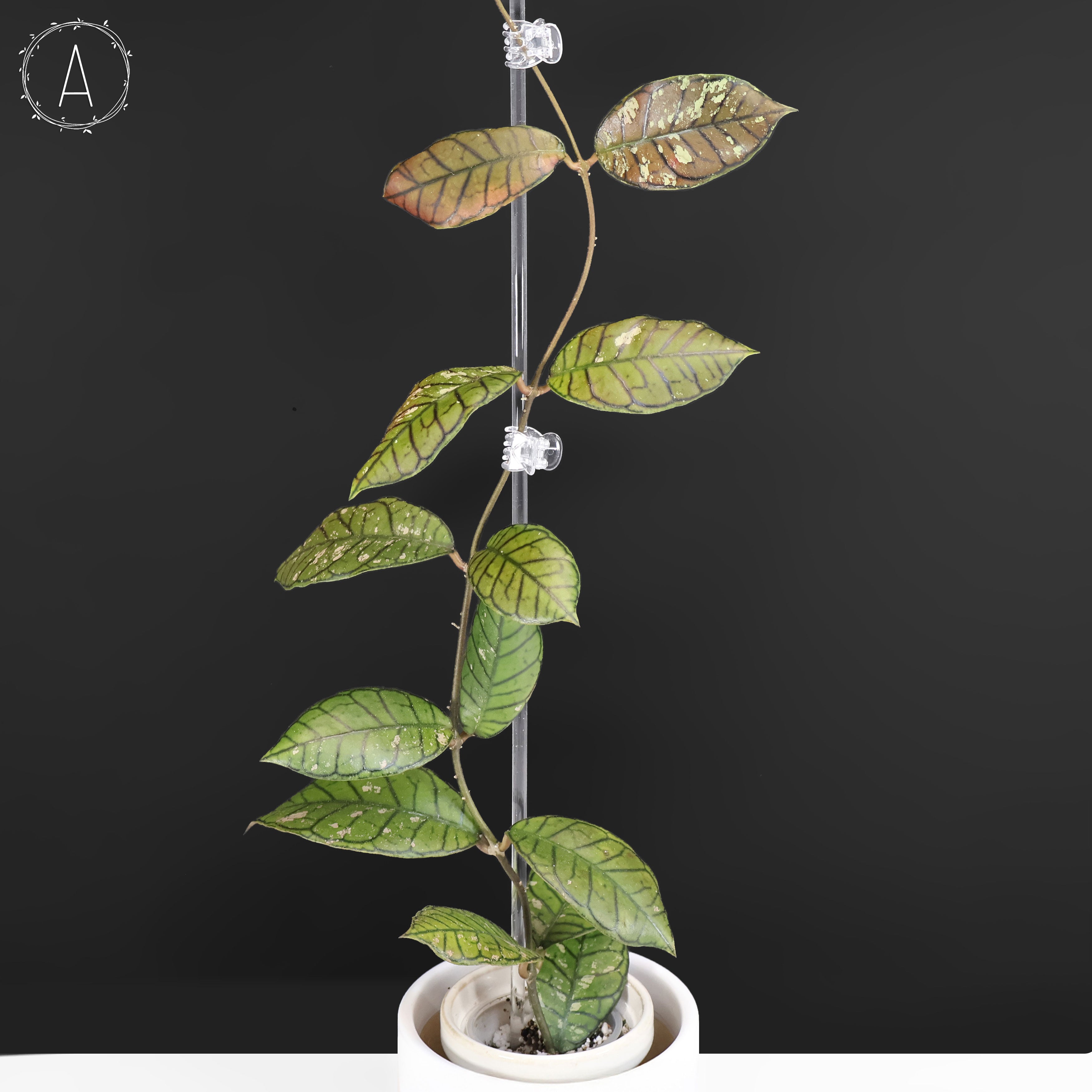 Hoya Gunung Gading Ghost – Curious Plant Killer