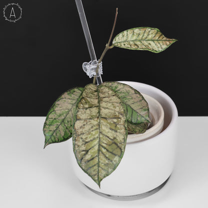 Fantasma del cañón Hoya Gading