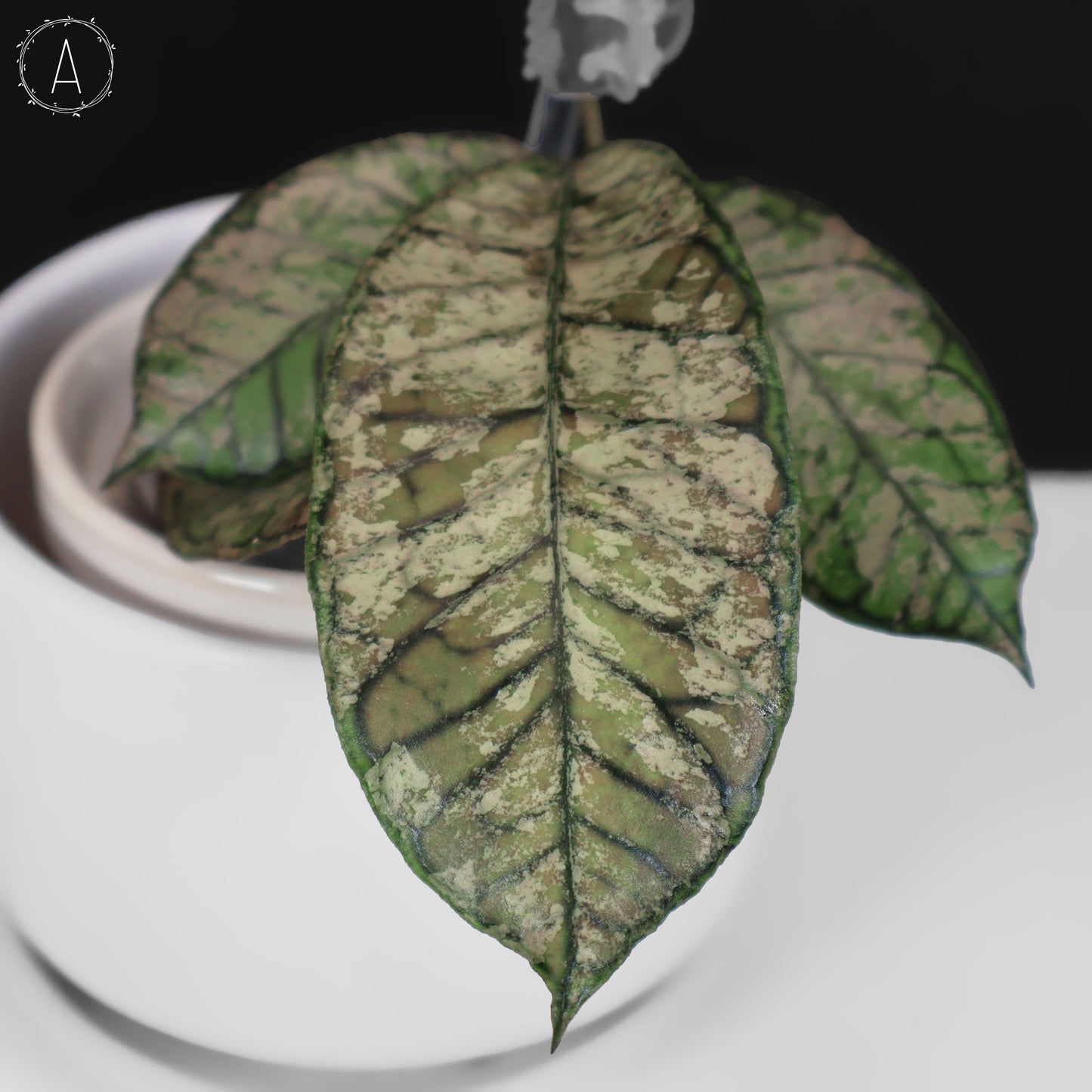 Fantasma del cañón Hoya Gading