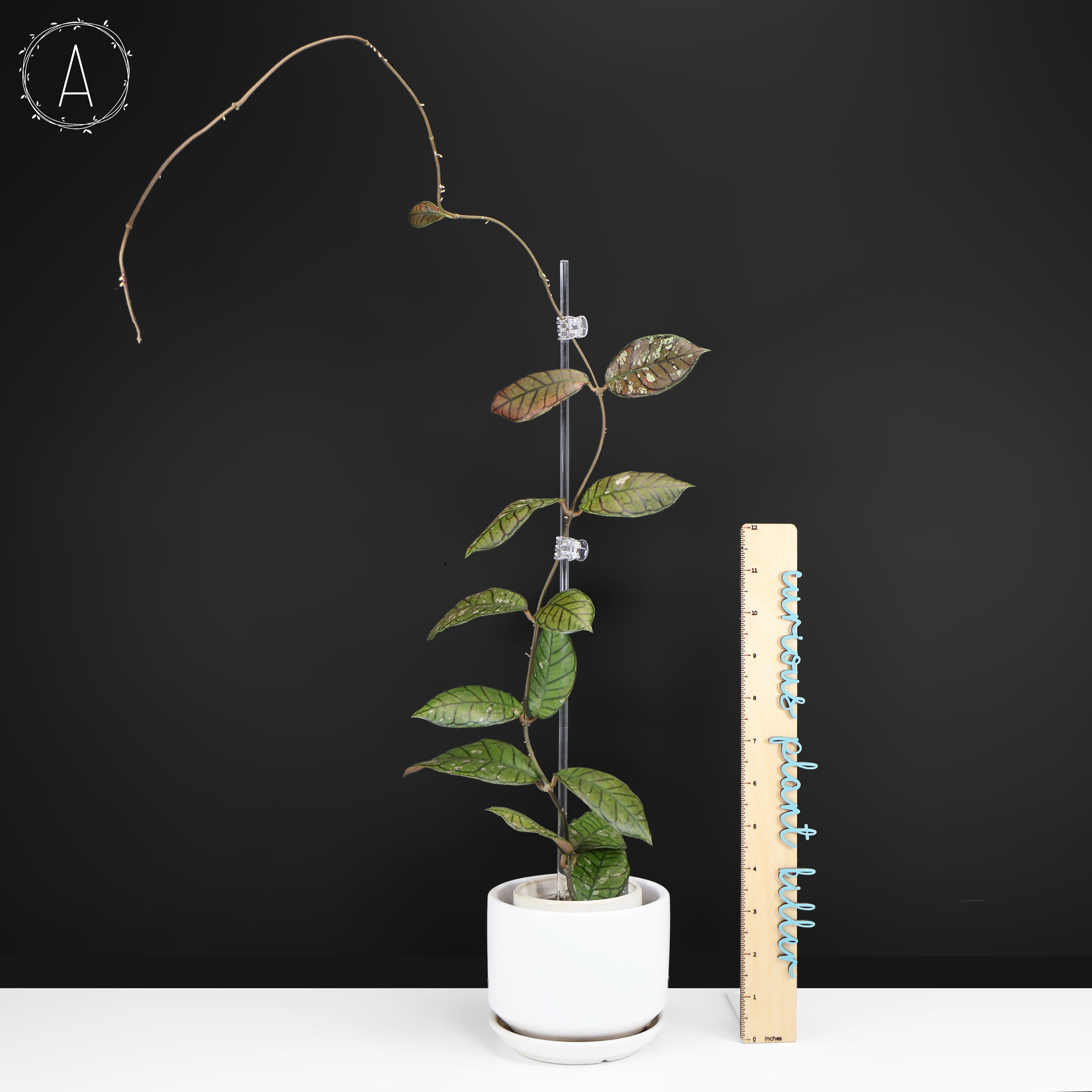 Hoya Gunung Gading Ghost – Curious Plant Killer