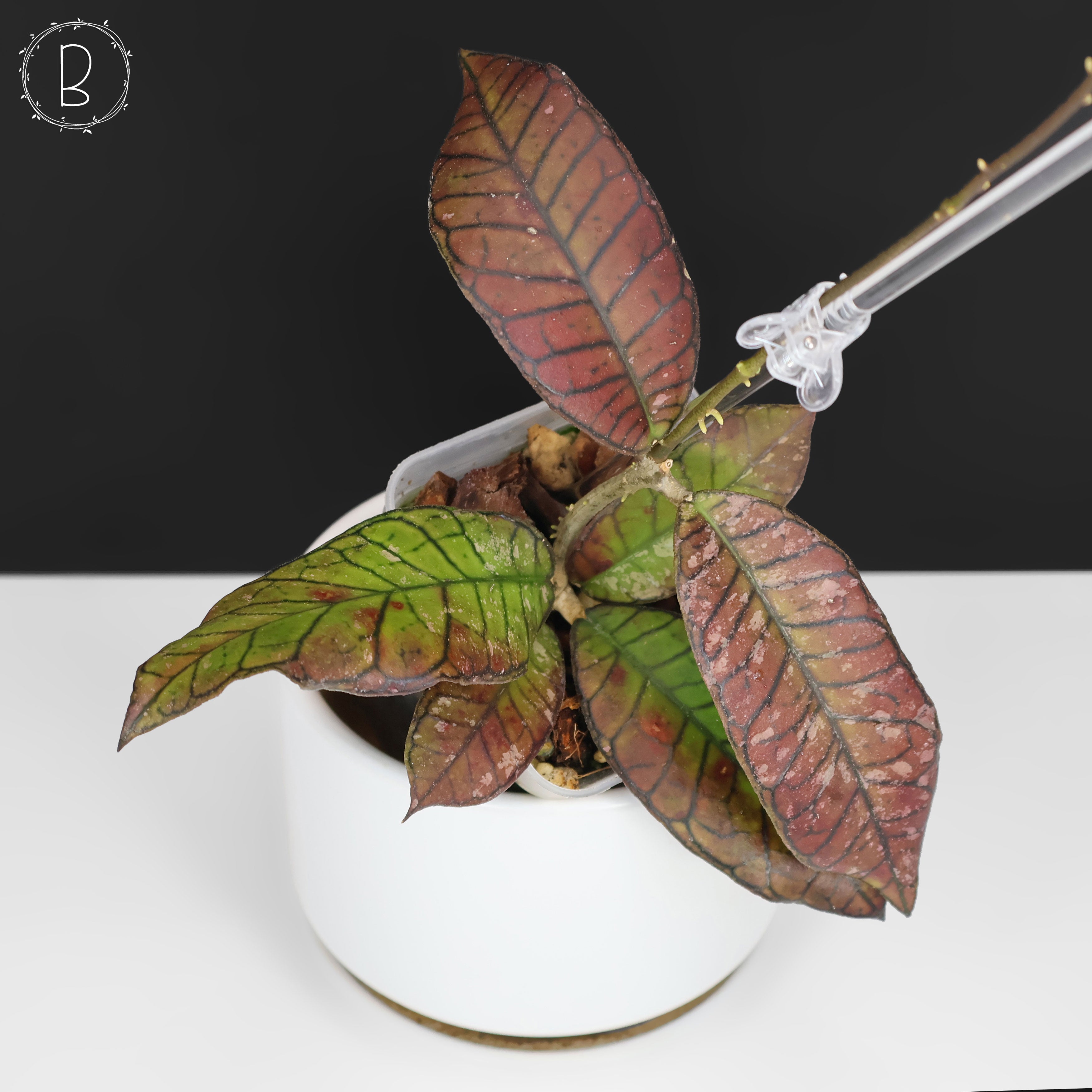 Hoya Gunung Gading Ghost – Curious Plant Killer