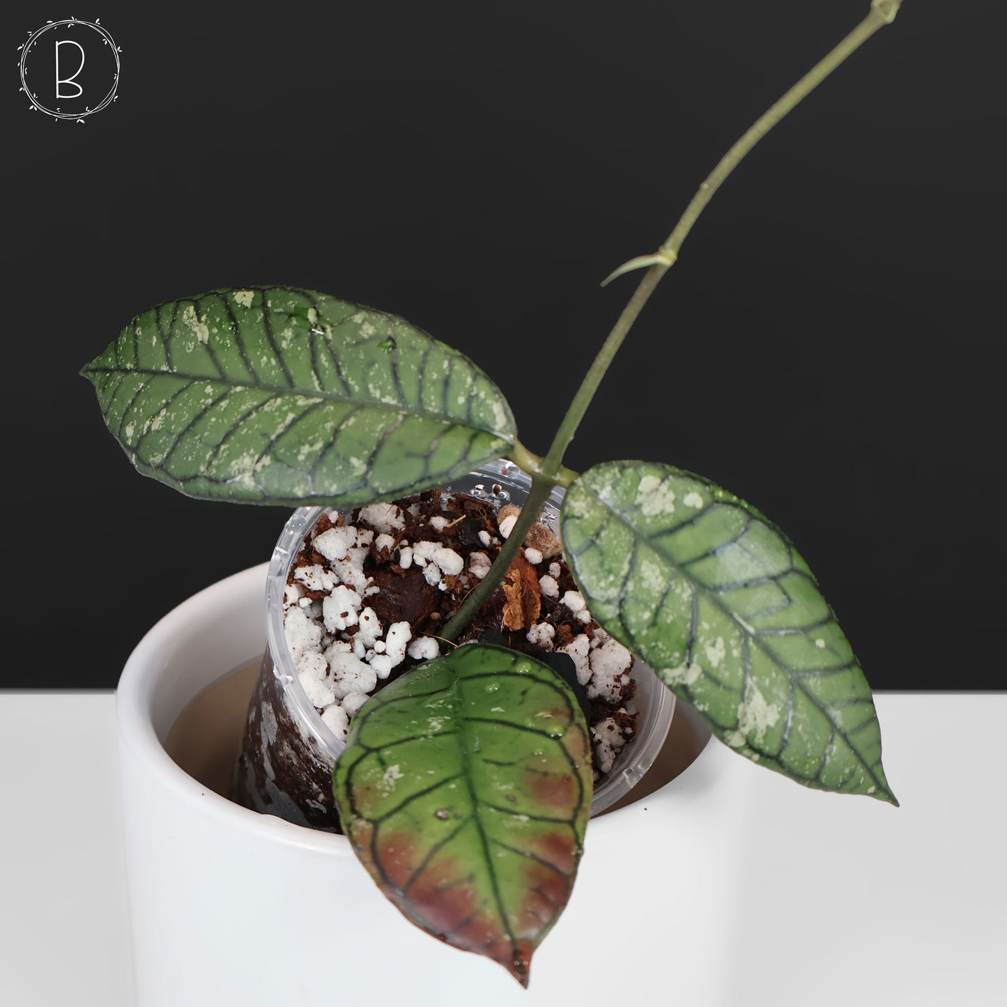 Fantasma del cañón Hoya Gading