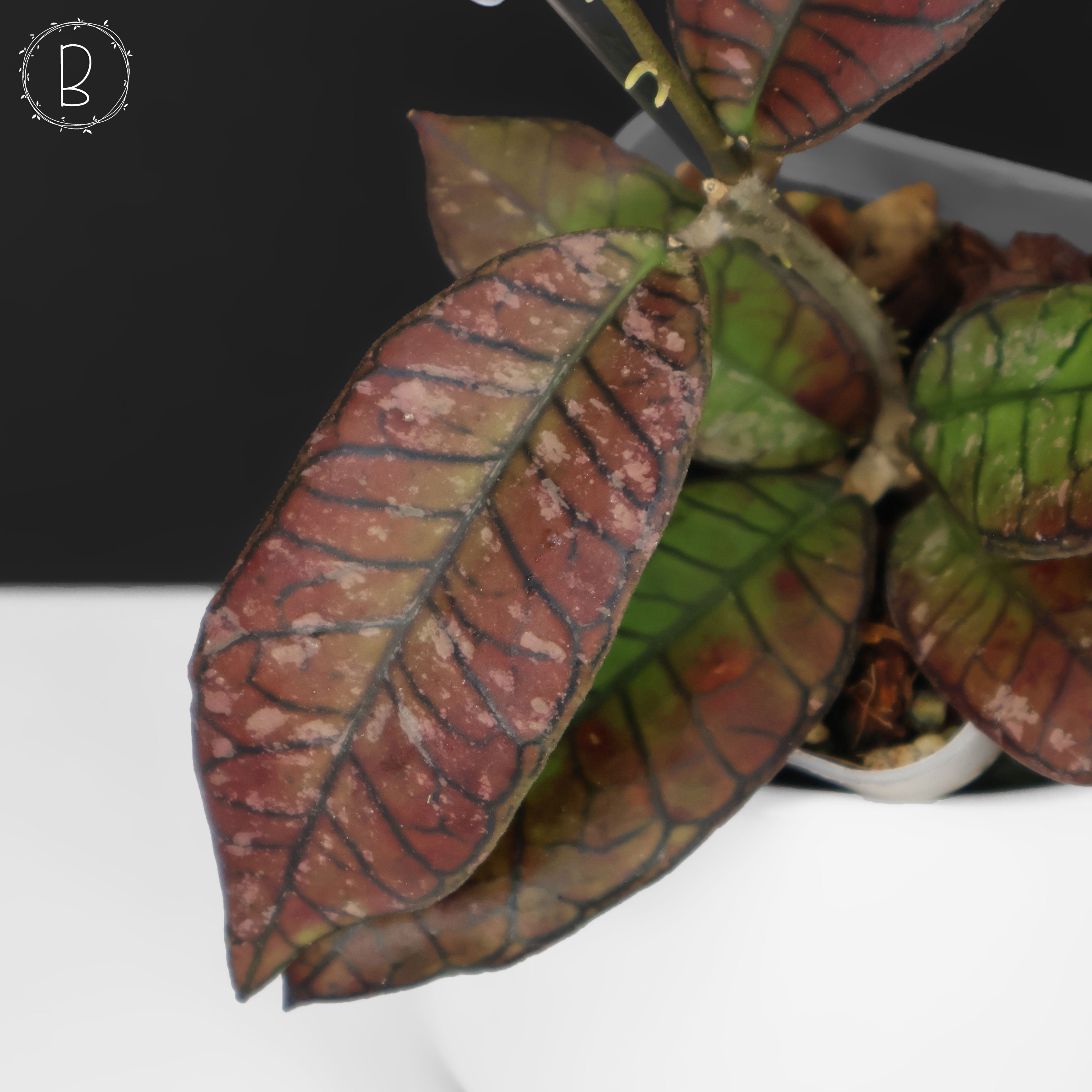 Hoya Gunung Gading Ghost – Curious Plant Killer