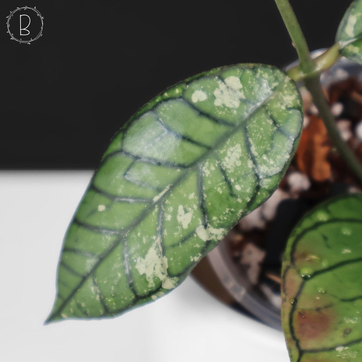 Fantasma del cañón Hoya Gading