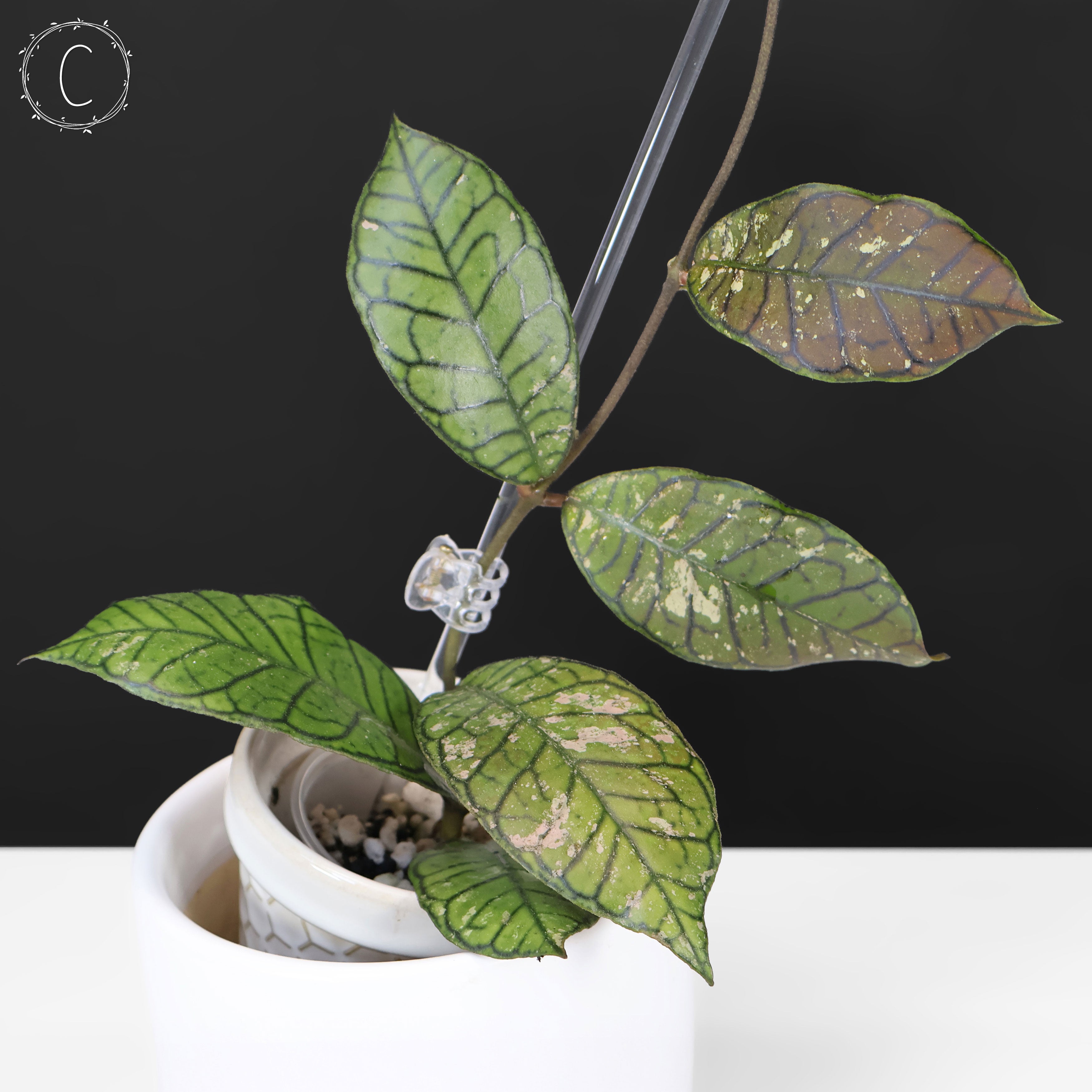 Hoya Gunung Gading Ghost – Curious Plant Killer
