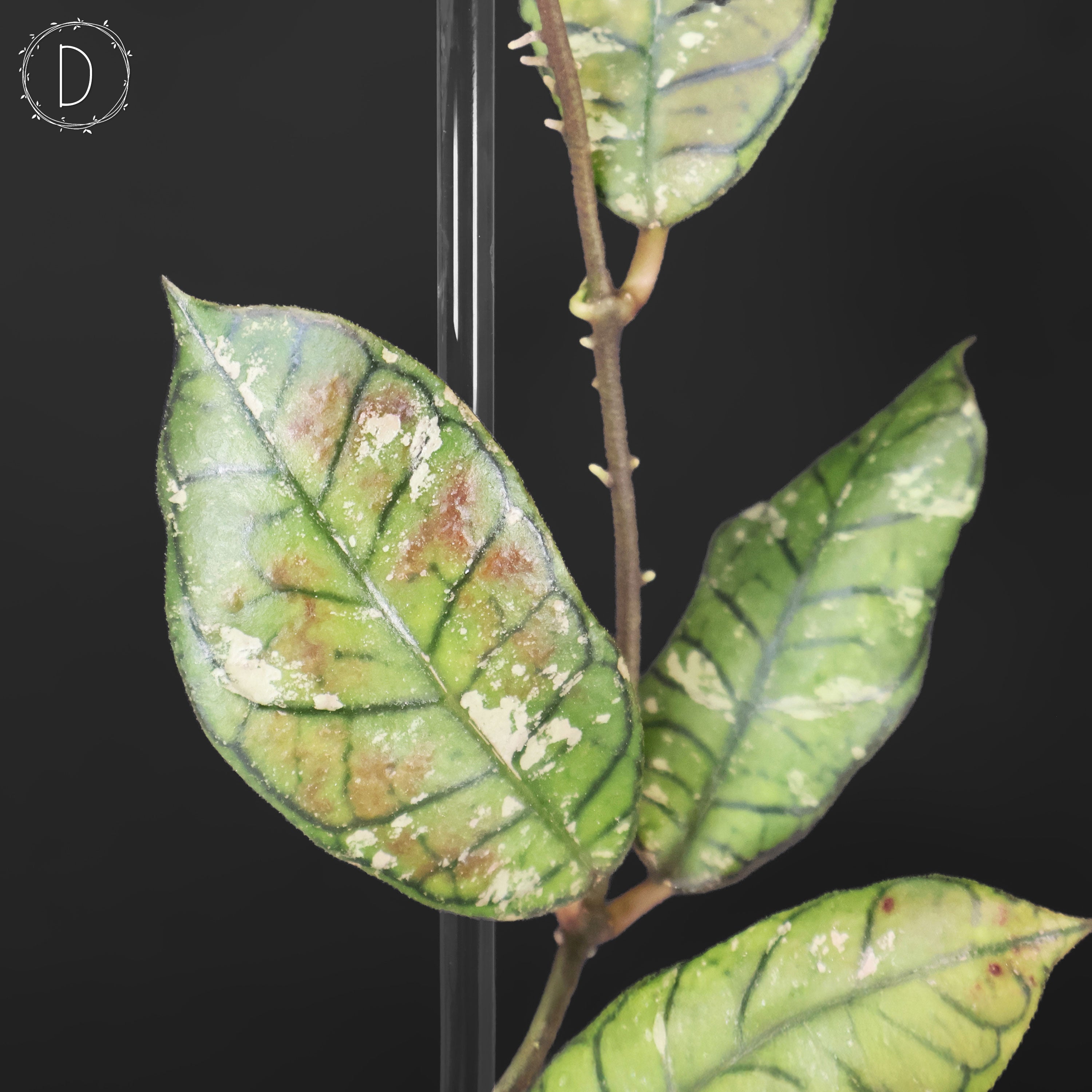 Hoya Gunung Gading Ghost – Curious Plant Killer