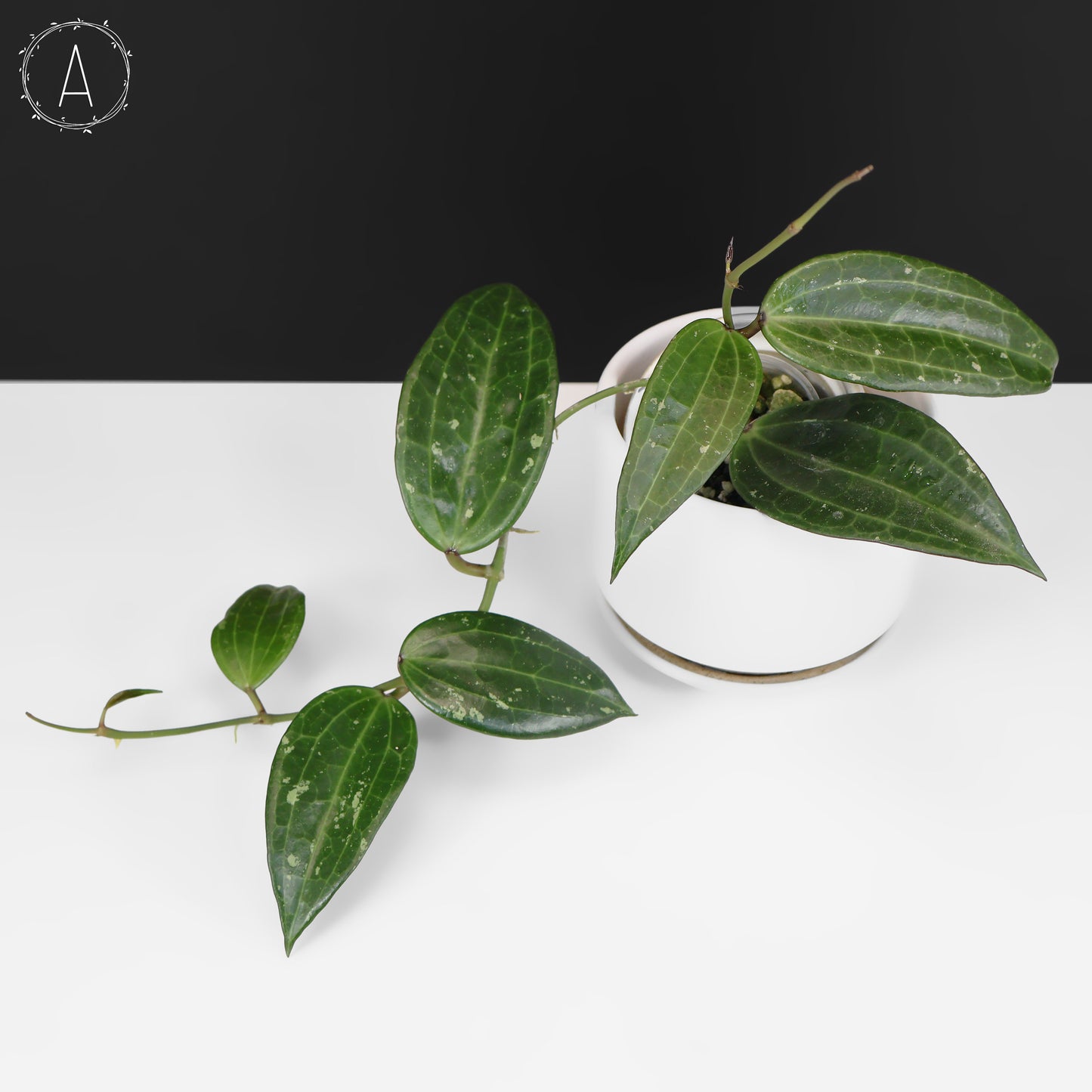 Hoya Latifolia Polystachya