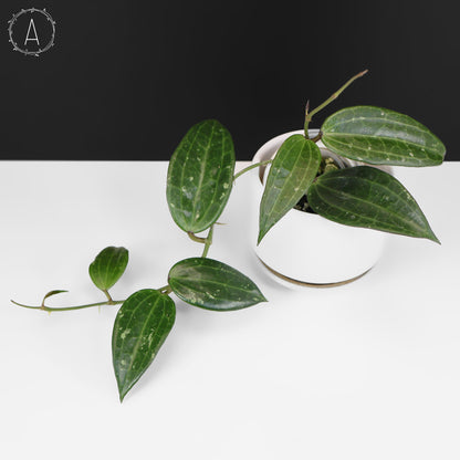 Hoya Latifolia Polystachya