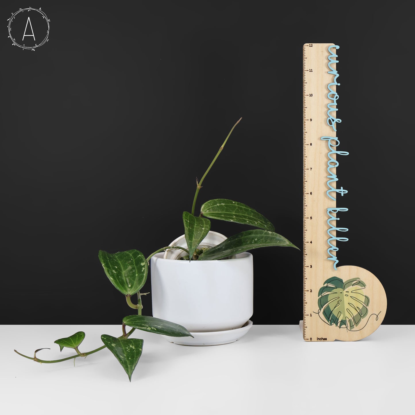 Hoya Latifolia Polystachya