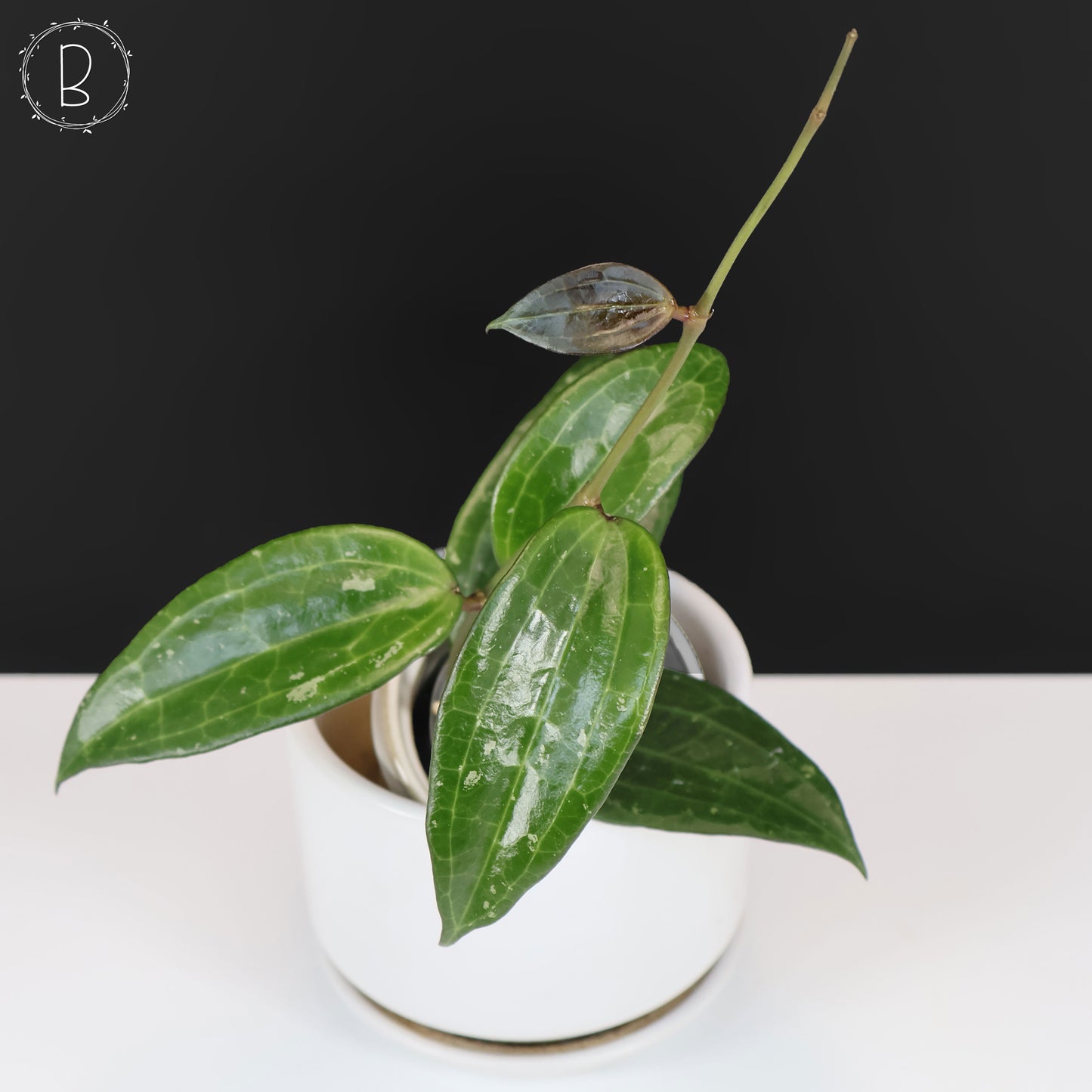 Hoya Latifolia Polystachya