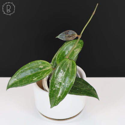 Hoya Latifolia Polystachya