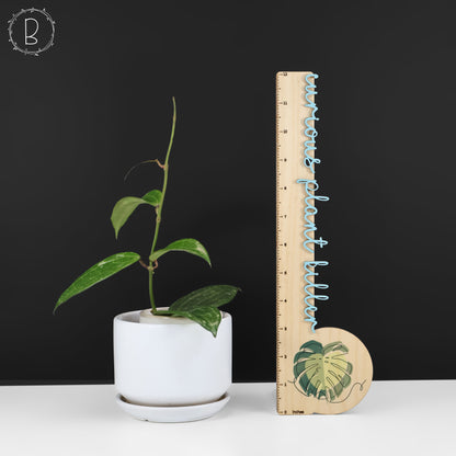 Hoya Latifolia Polystachya