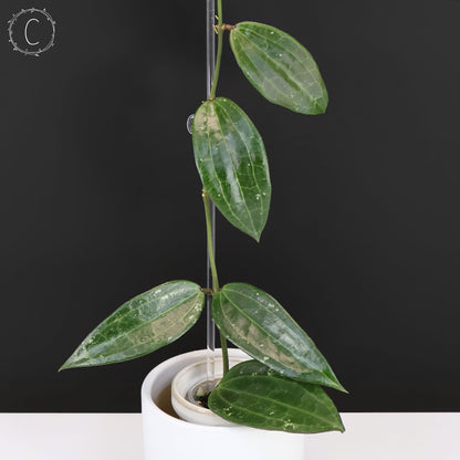 Hoya Latifolia Polystachya