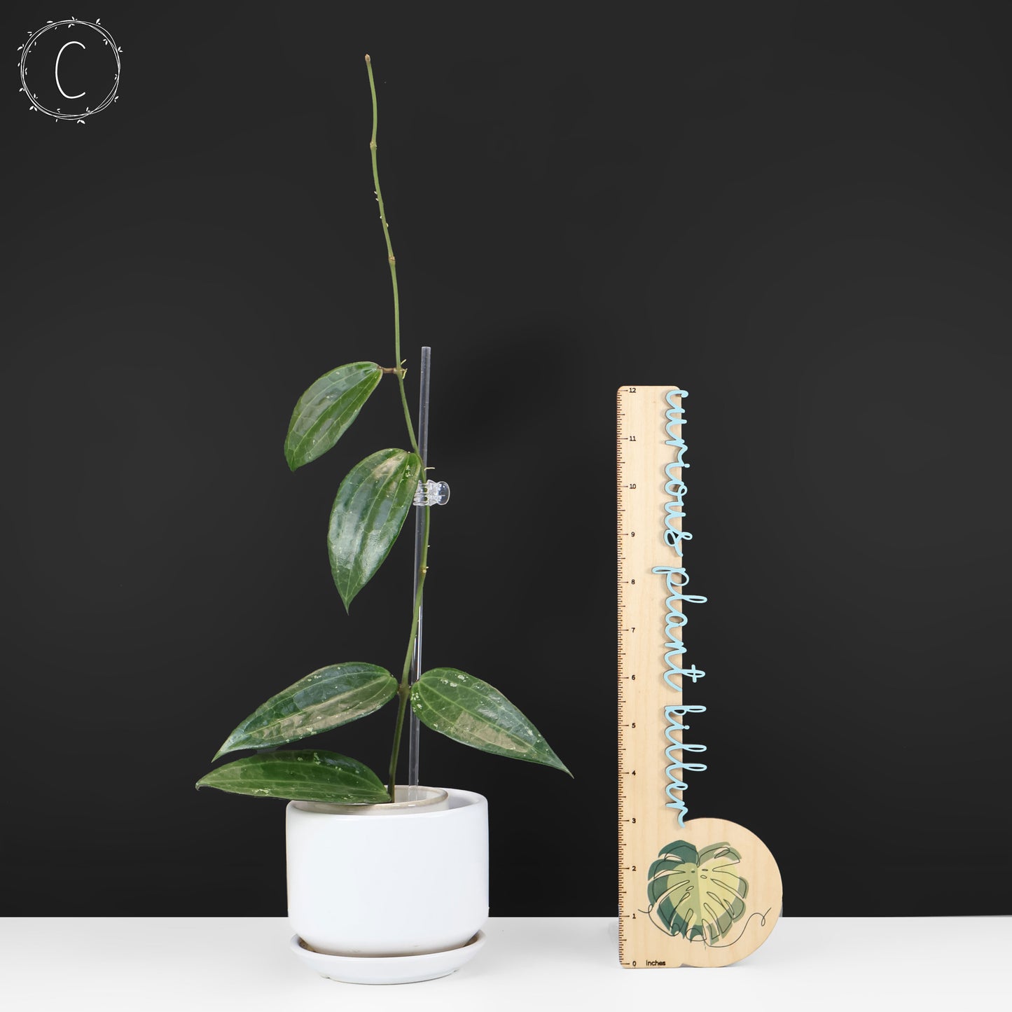 Hoya Latifolia Polystachya