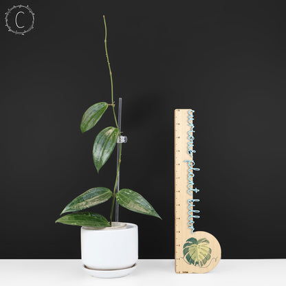 Hoya Latifolia Polystachya