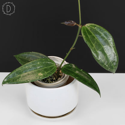 Hoya Latifolia Polystachya