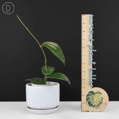 Hoya Latifolia Polystachya