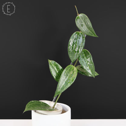 Hoya Latifolia Polystachya