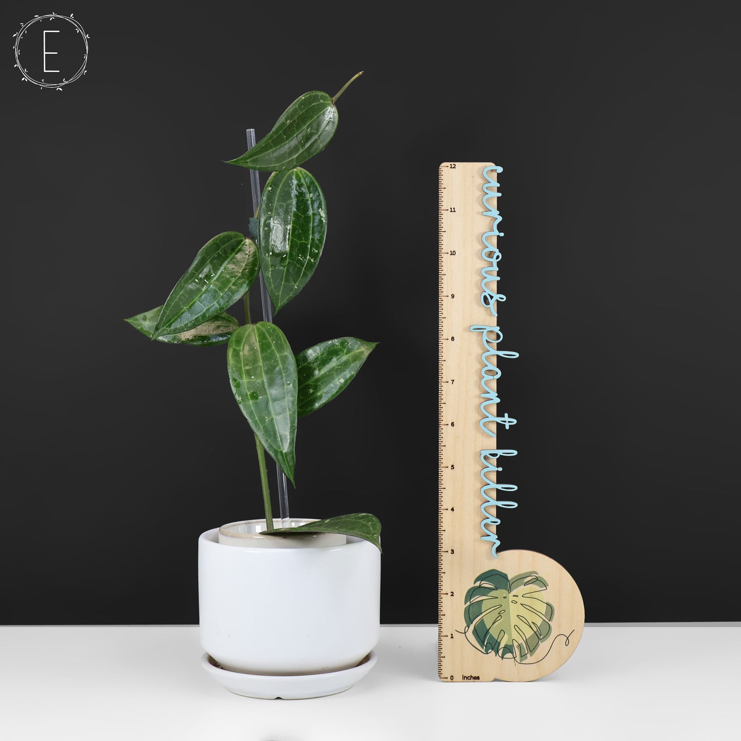 Hoya Latifolia Polystachya