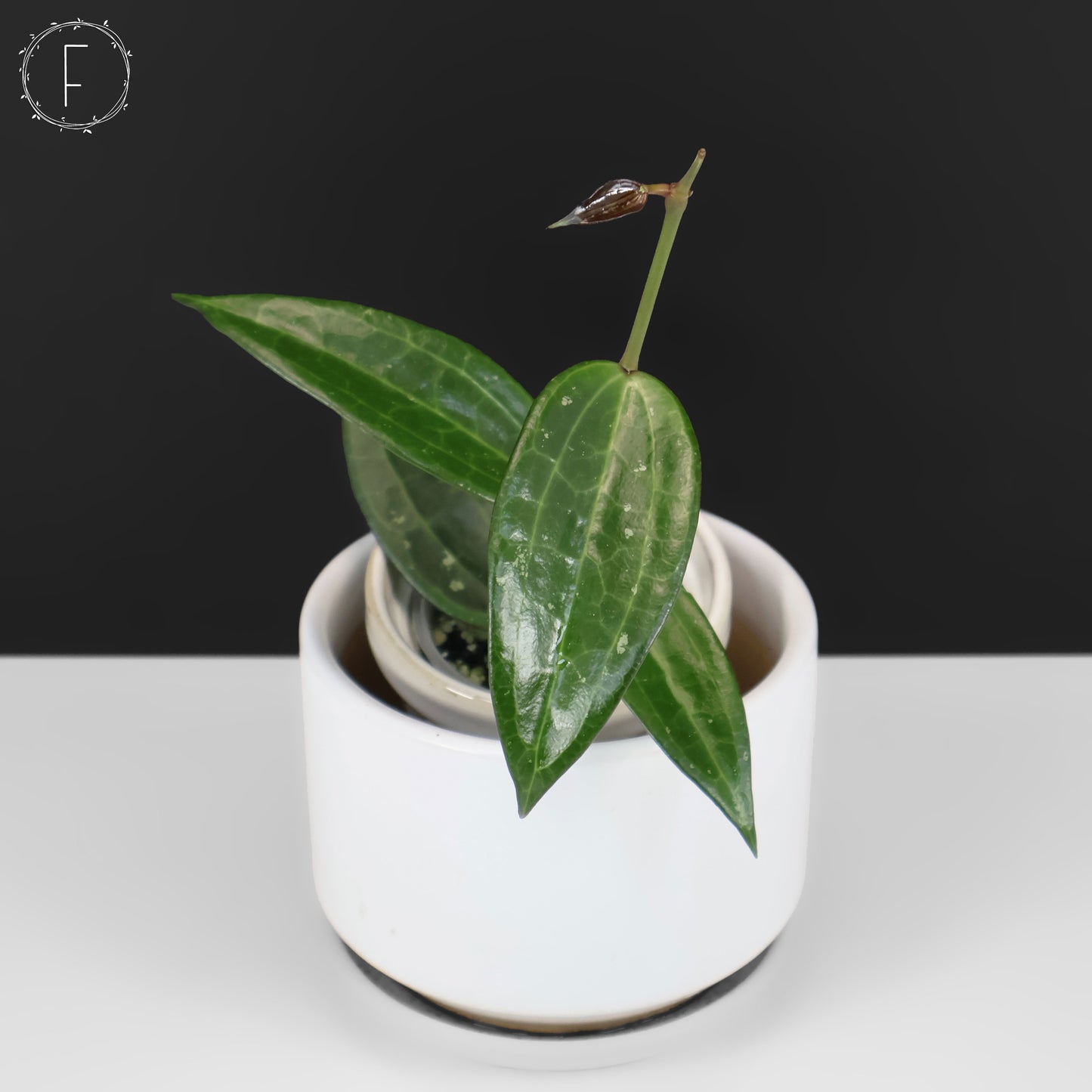 Hoya Latifolia Polystachya