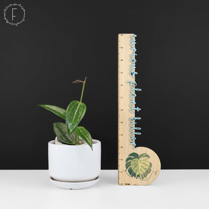 Hoya Latifolia Polystachya