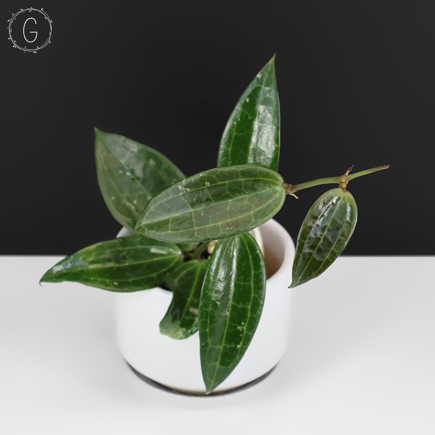 Hoya Latifolia Polystachya