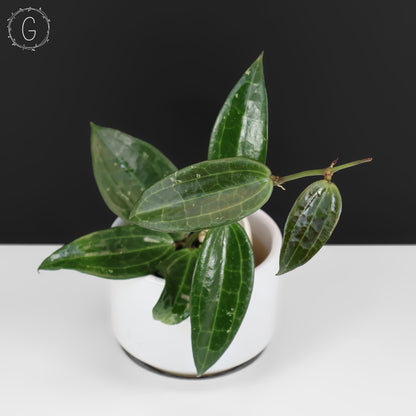 Hoya Latifolia Polystachya