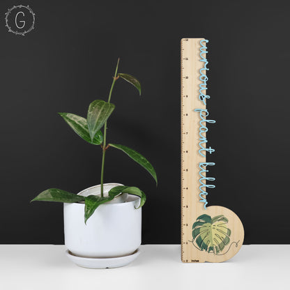 Hoya Latifolia Polystachya