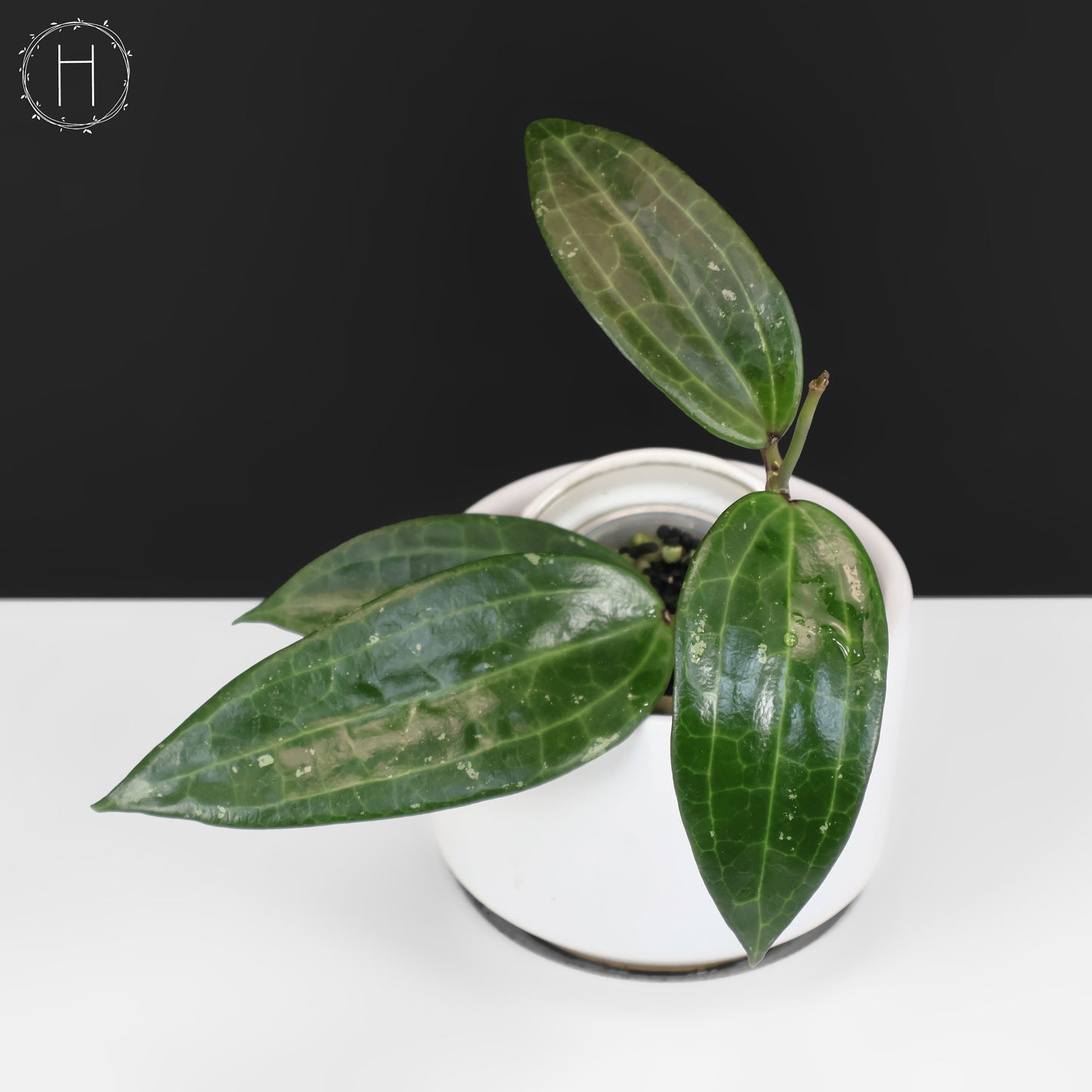 Hoya Latifolia Polystachya