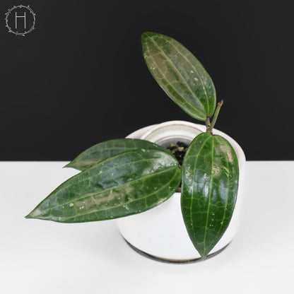 Hoya Latifolia Polystachya