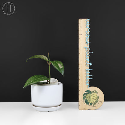 Hoya Latifolia Polystachya