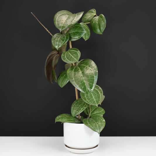 Hoya Latifolia Sarawak