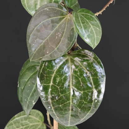 Hoya Latifolia Sarawak