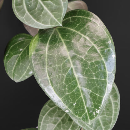 Hoya Latifolia Sarawak