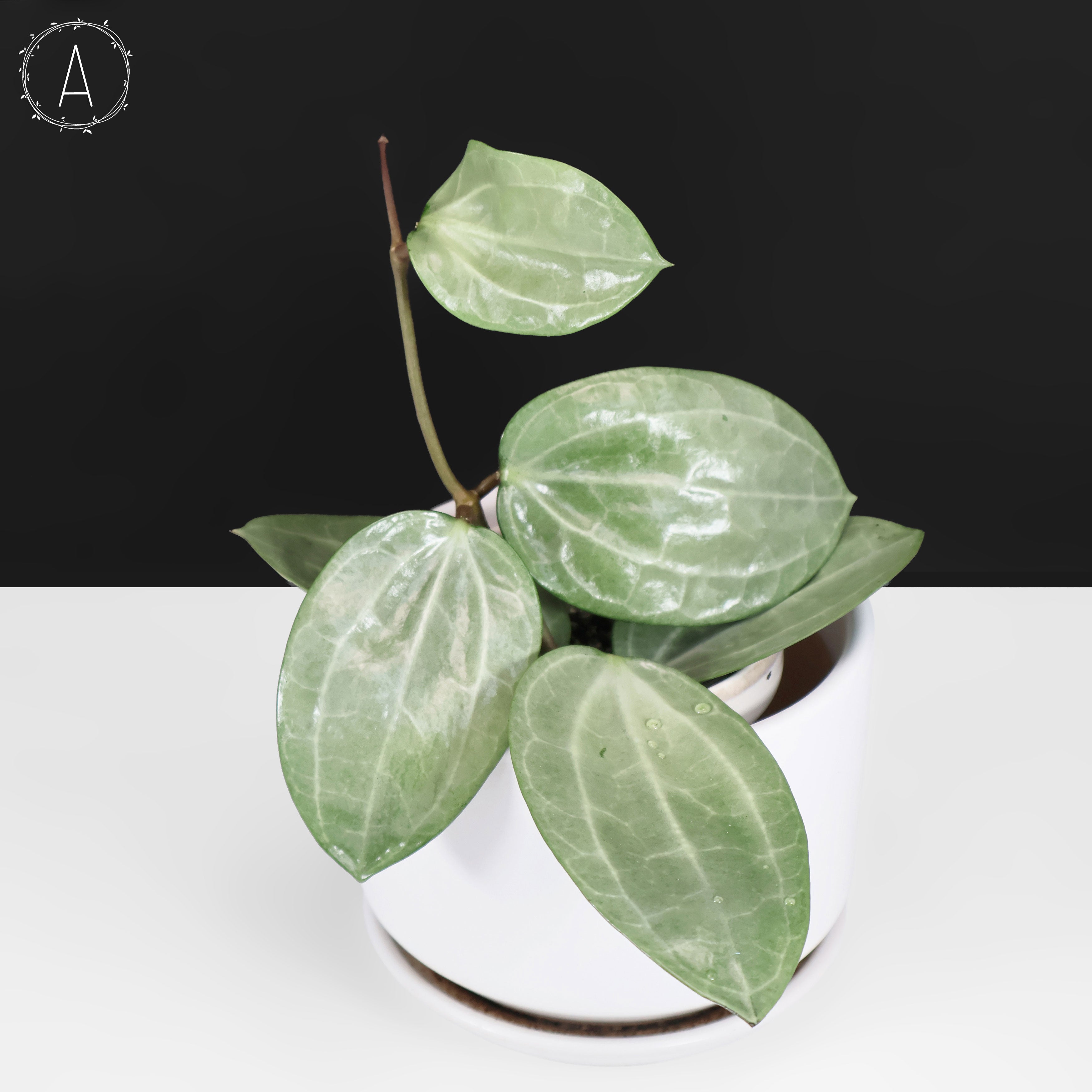 Hoya Latifolia Silver – Curious Plant Killer