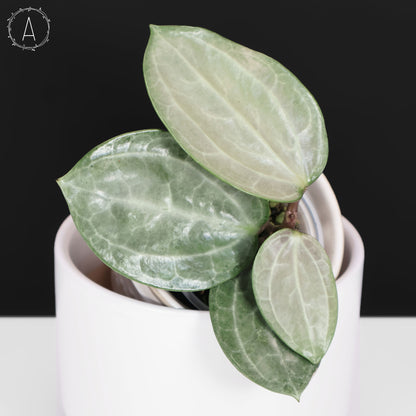 Hoya Latifolia Silver