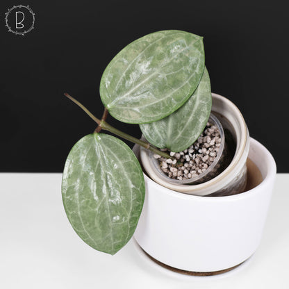 Hoya Latifolia Silver