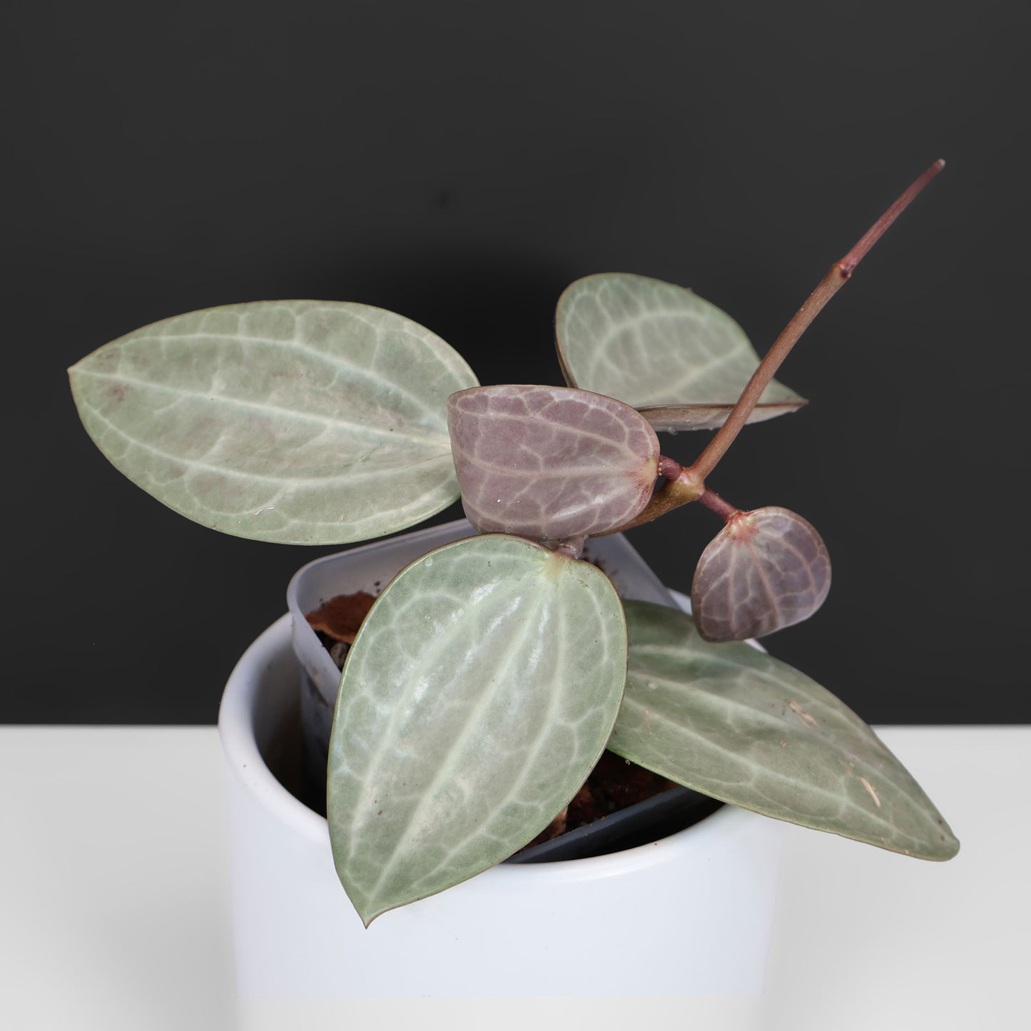 Hoya Latifolia Silver