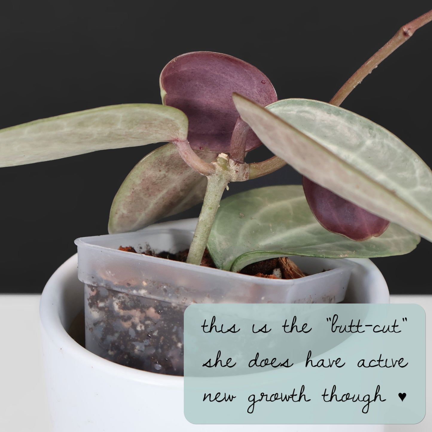 Hoya Latifolia Silver