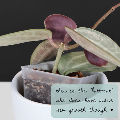 Hoya Latifolia Silver