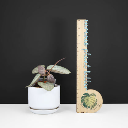 Hoya Latifolia Silver