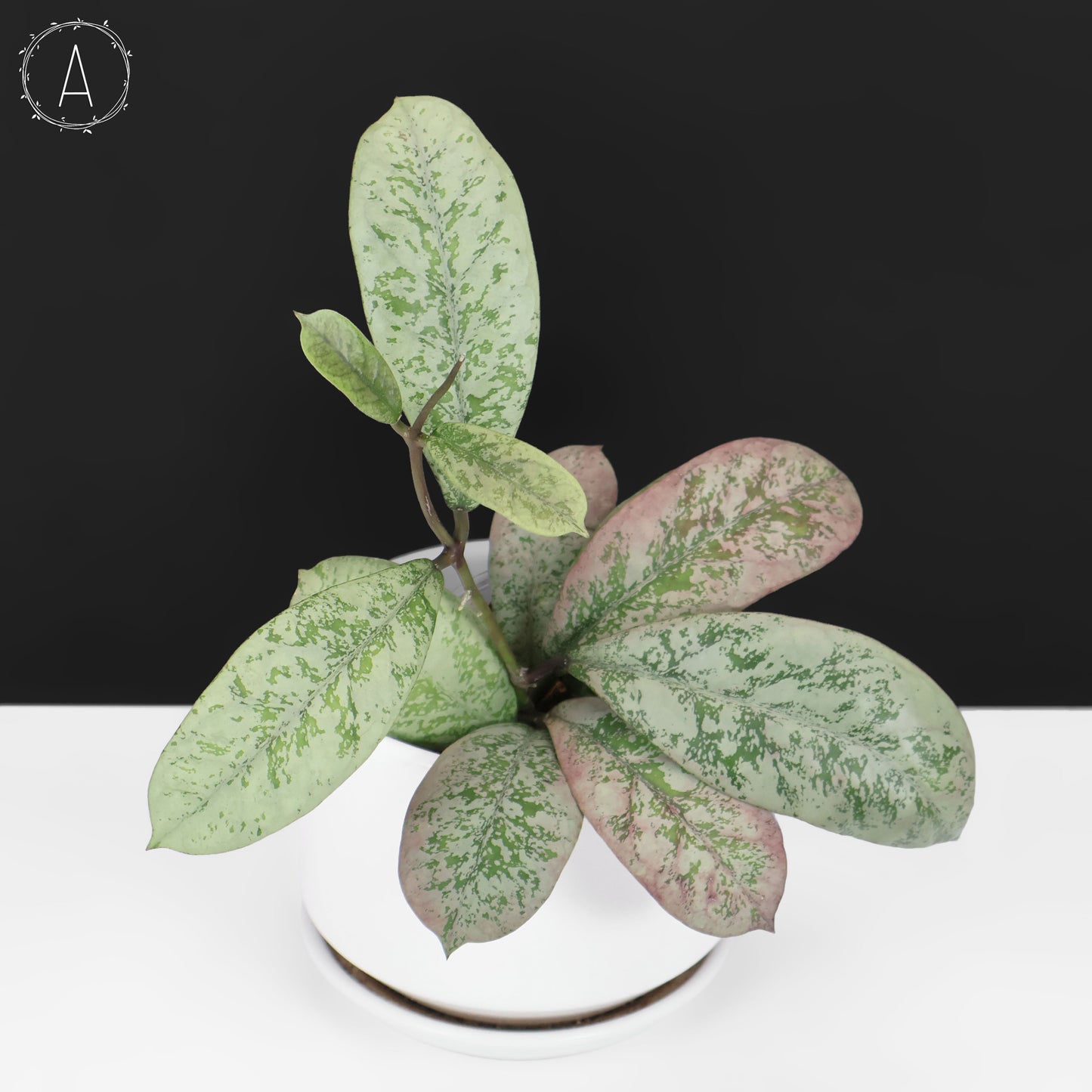 Hoya Lorelai