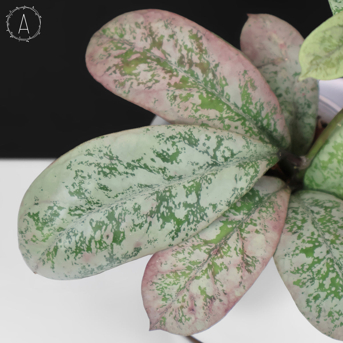 Hoya Lorelai