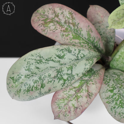 Hoya Lorelai