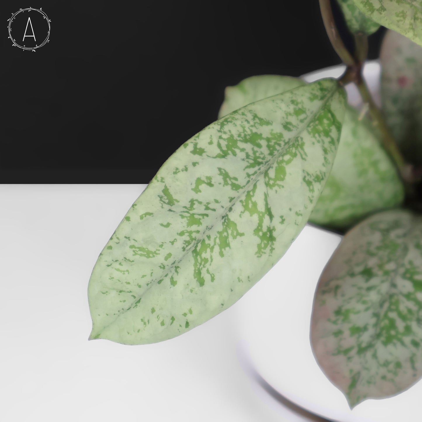 Hoya Lorelai