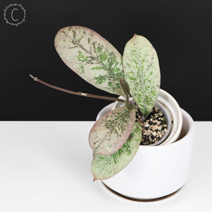 Hoya Lorelai