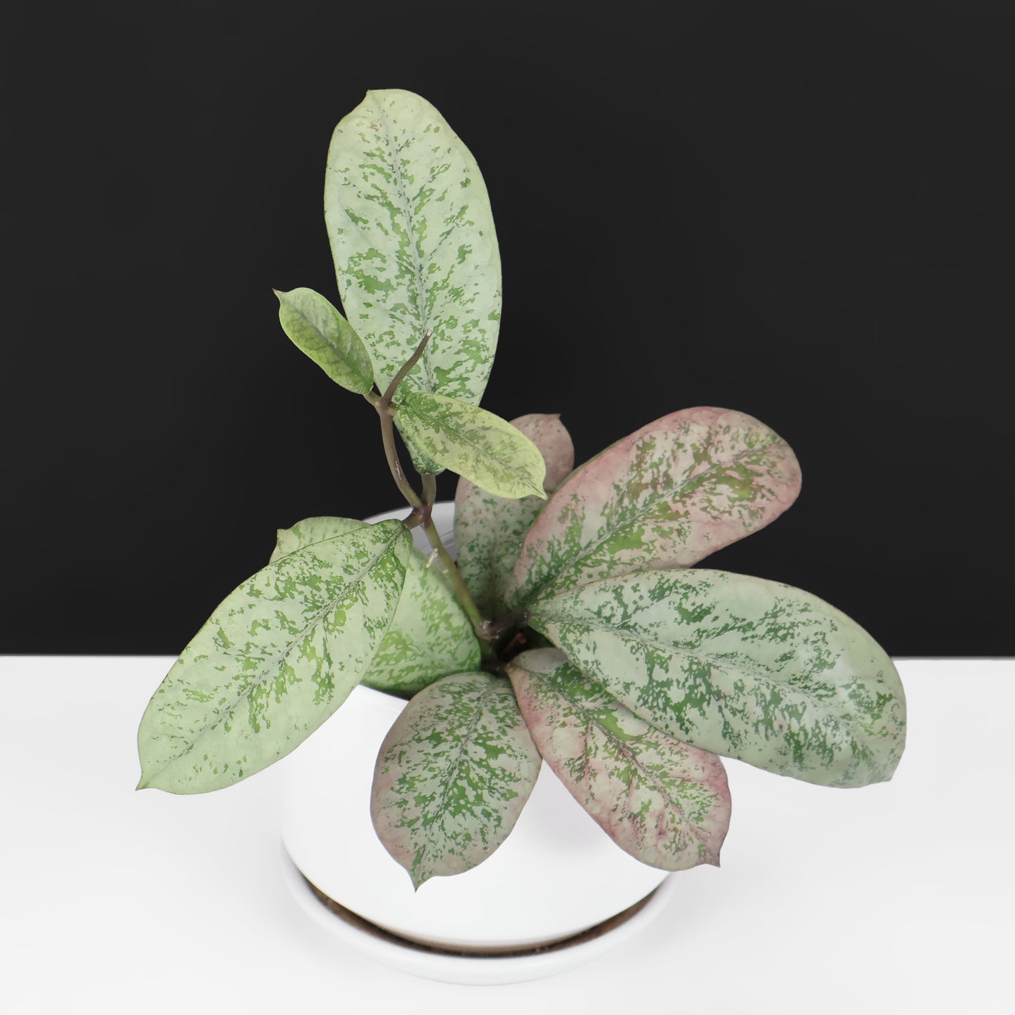 Hoya Lorelai