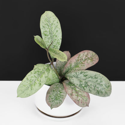 Hoya Lorelai