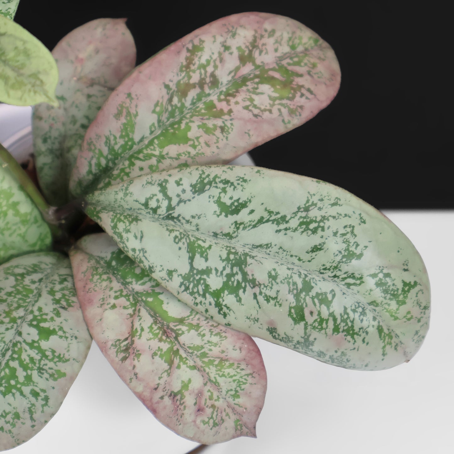 Hoya Lorelai